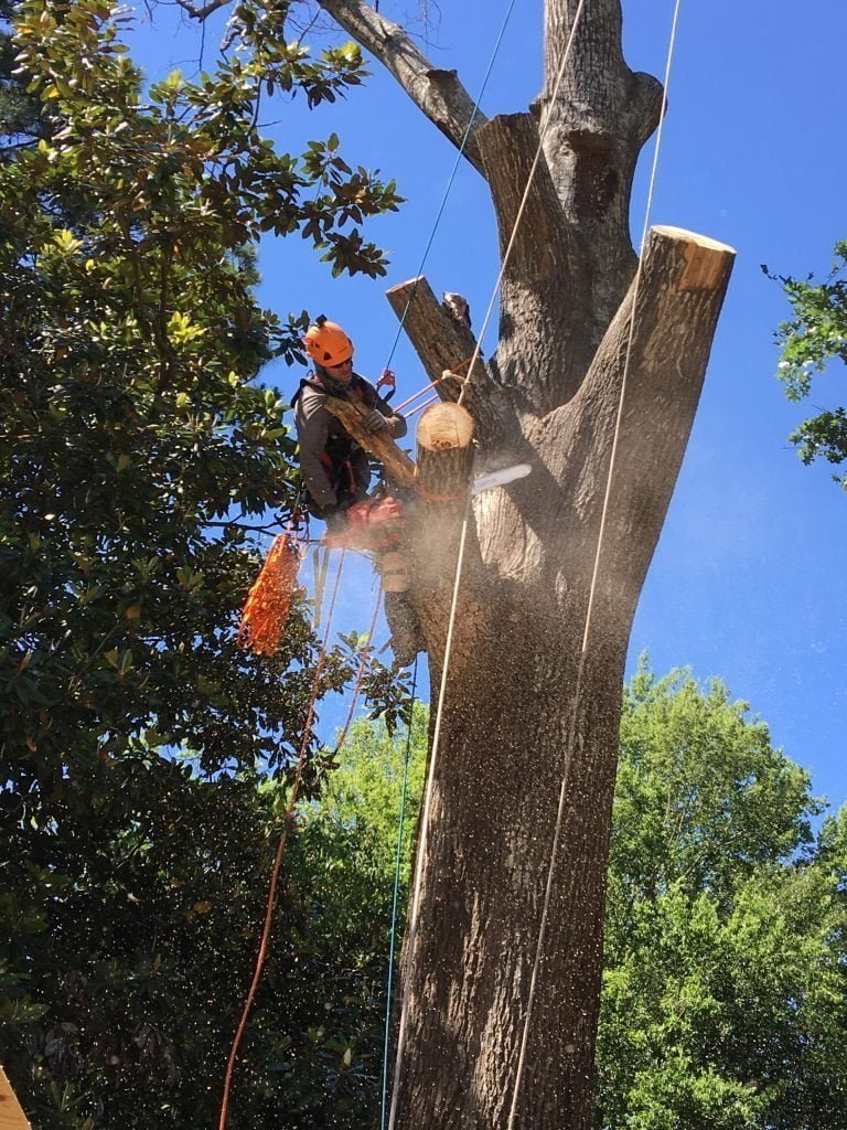 tree trimming