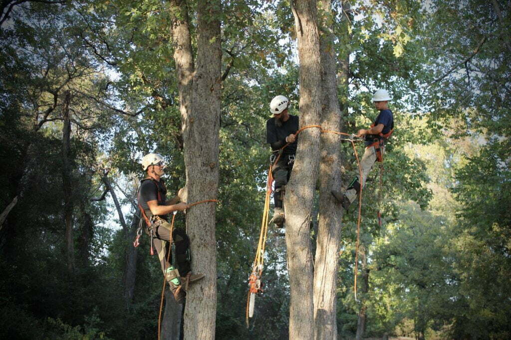 Lawn Care and Landscaping Excellence in Malakoff, Texas
